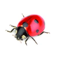 Coccinella